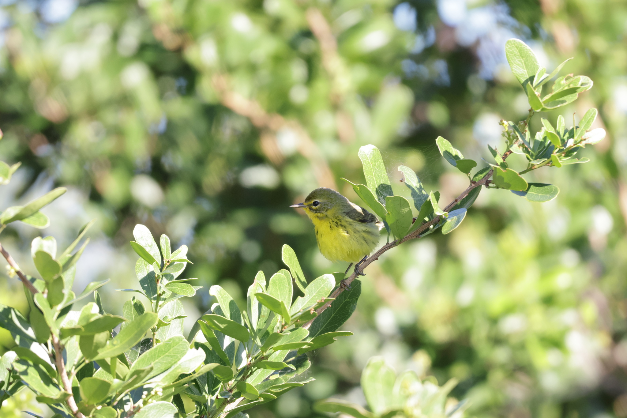 Prairie Warbler (Setophaga discolor), photo 3