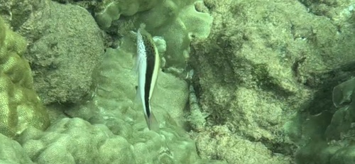 Blackside hawkfish (Paracirrhites forsteri) — Cirrhitidae