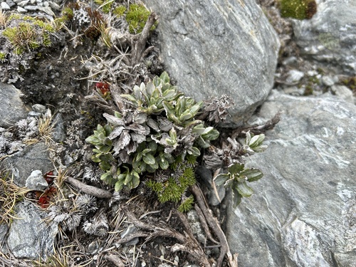 Celmisia brevifolia, 2025-12-29