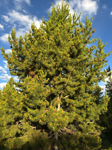 iNaturalist observation photo of Interior Lodgepole Pine