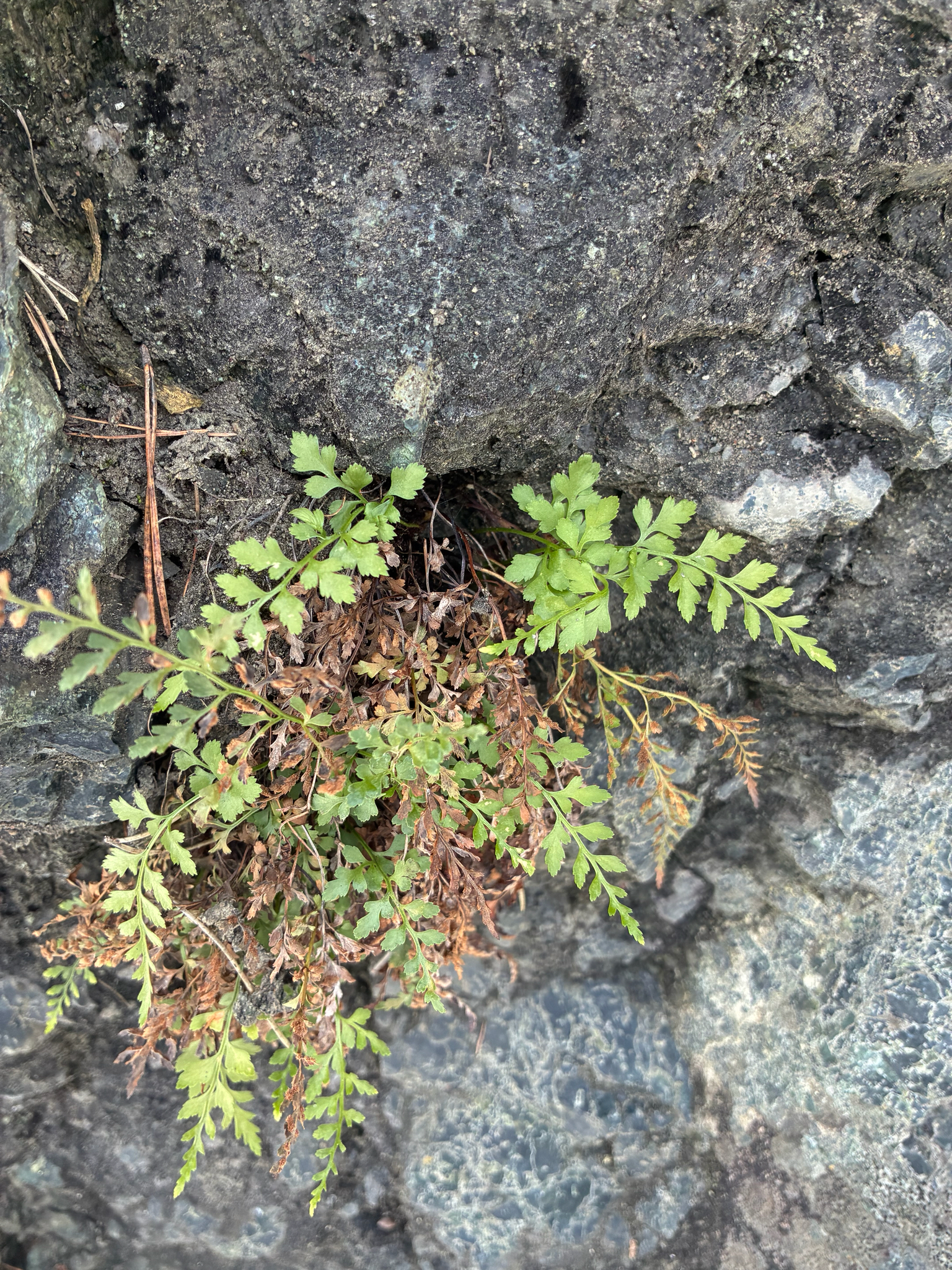 Doradilla