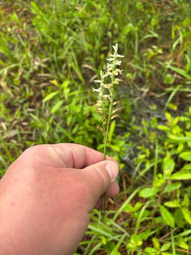 iNaturalist observation photo of Grass-leaved Ladies' Tresses