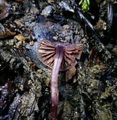 Pseudobaeospora deckeri