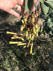 Nicotiana glauca