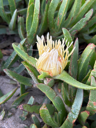 iNaturalist observation photo of sea fig