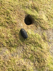 Onchidella floridana