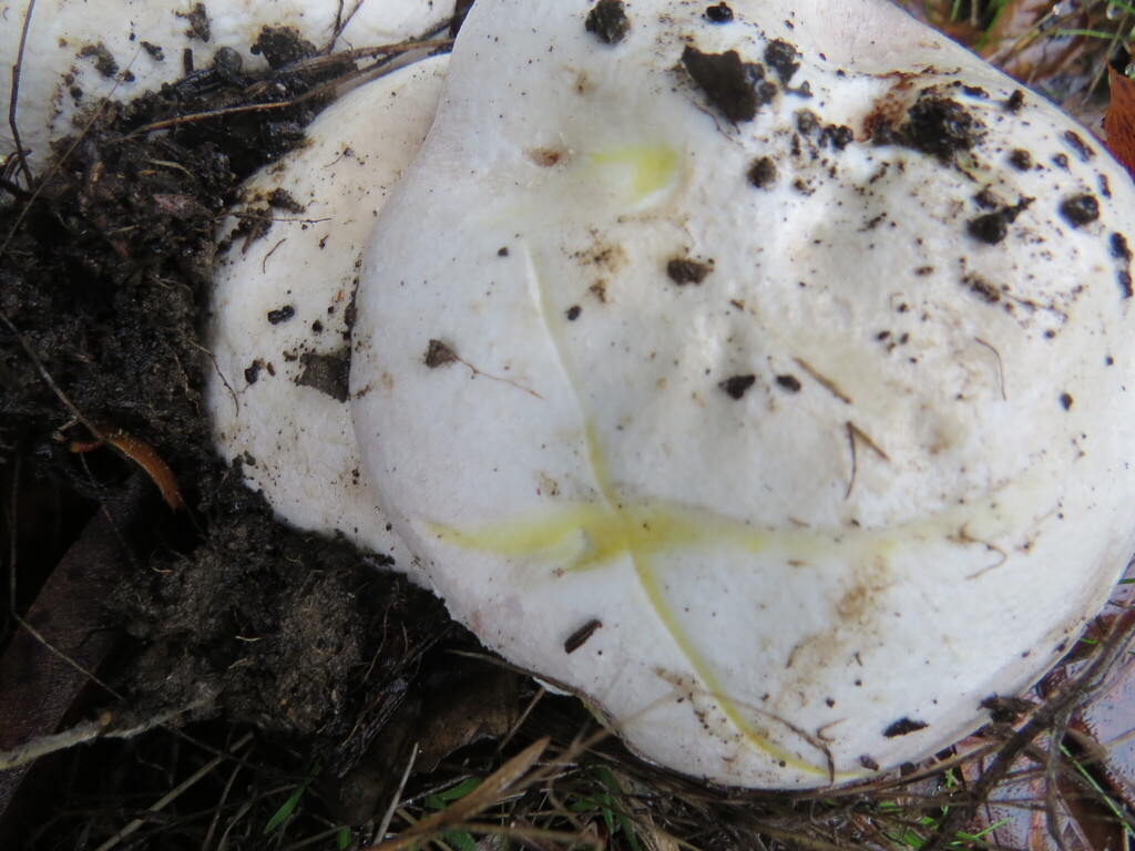 Agaricus xanthodermus · December 2025 · photo: © garth_harwood (iNaturalist, cc-by)