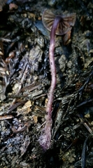 Pseudobaeospora deckeri