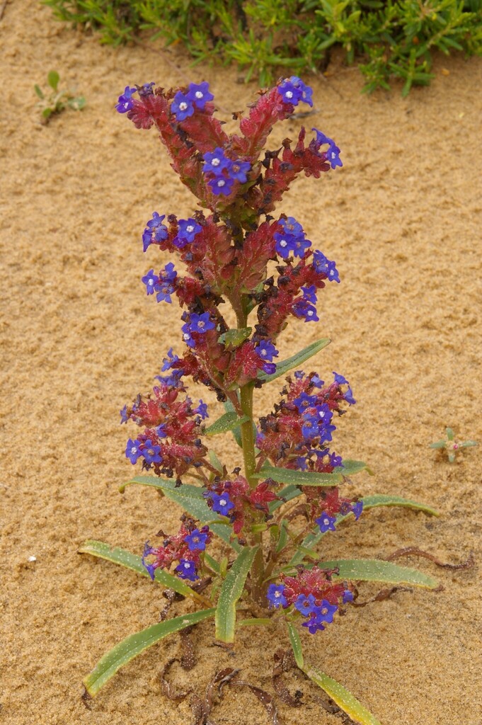 Anchusa calcarea