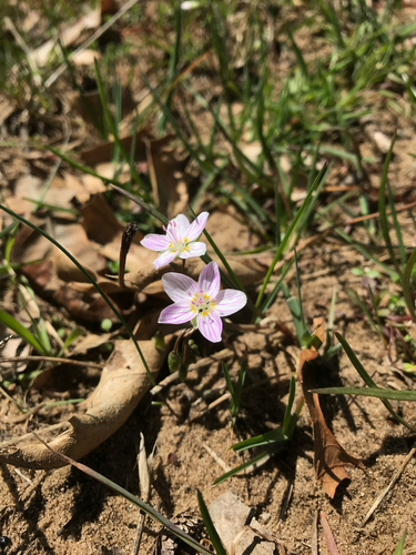 iNaturalist observation photo of Virginia Springbeauty