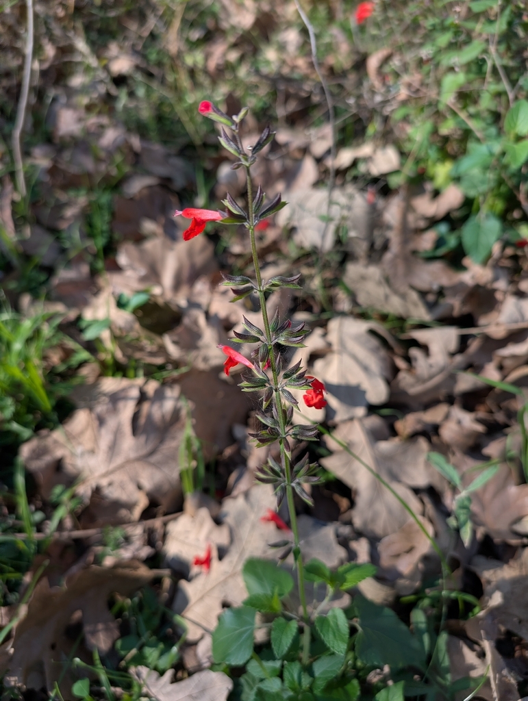 Cửu thảo đỏ – Salvia coccinea