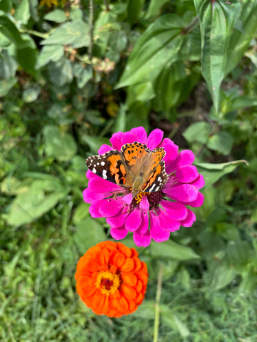 iNaturalist observation photo of Painted Lady