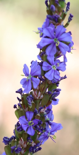 Rocket Capeblue (Aristea capitata)