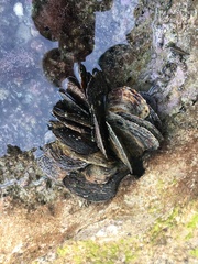 Isognomon alatus