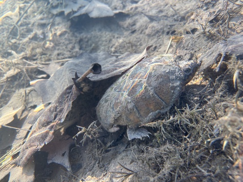 Sternotherus peltifer