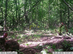 Sylvilagus cunicularius