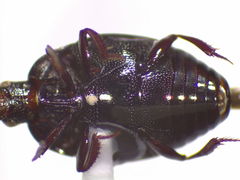 Geomysaprinus moniliatus