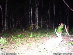 Sylvilagus cunicularius