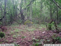 Sylvilagus cunicularius