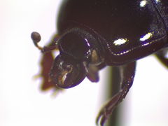 Atholus americanus