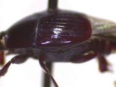 Atholus americanus