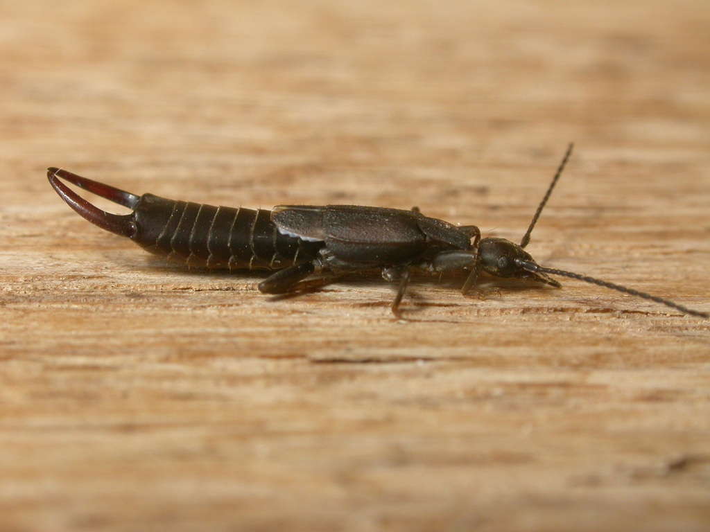 black field earwig