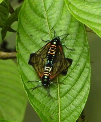 Gymnelia