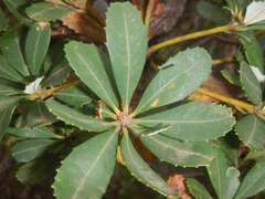 Banksia paludosa, photograph (c) Bryce Watts-Parker, some rights reserved (CC BY)