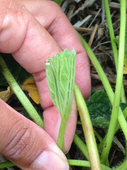 Chaetosiphon fragaefolii