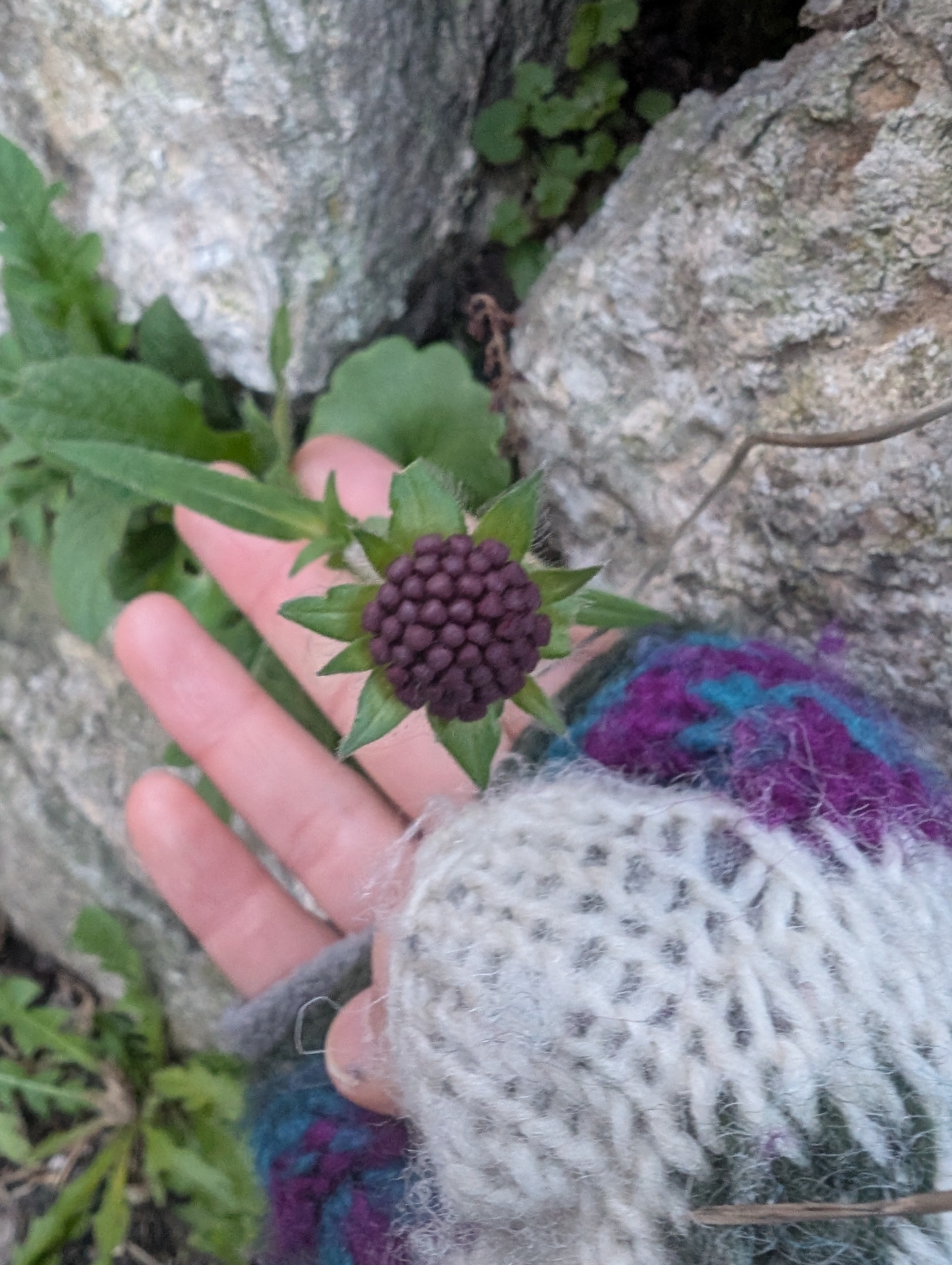Macedonica Scabiosa (Knautia macedonica)
