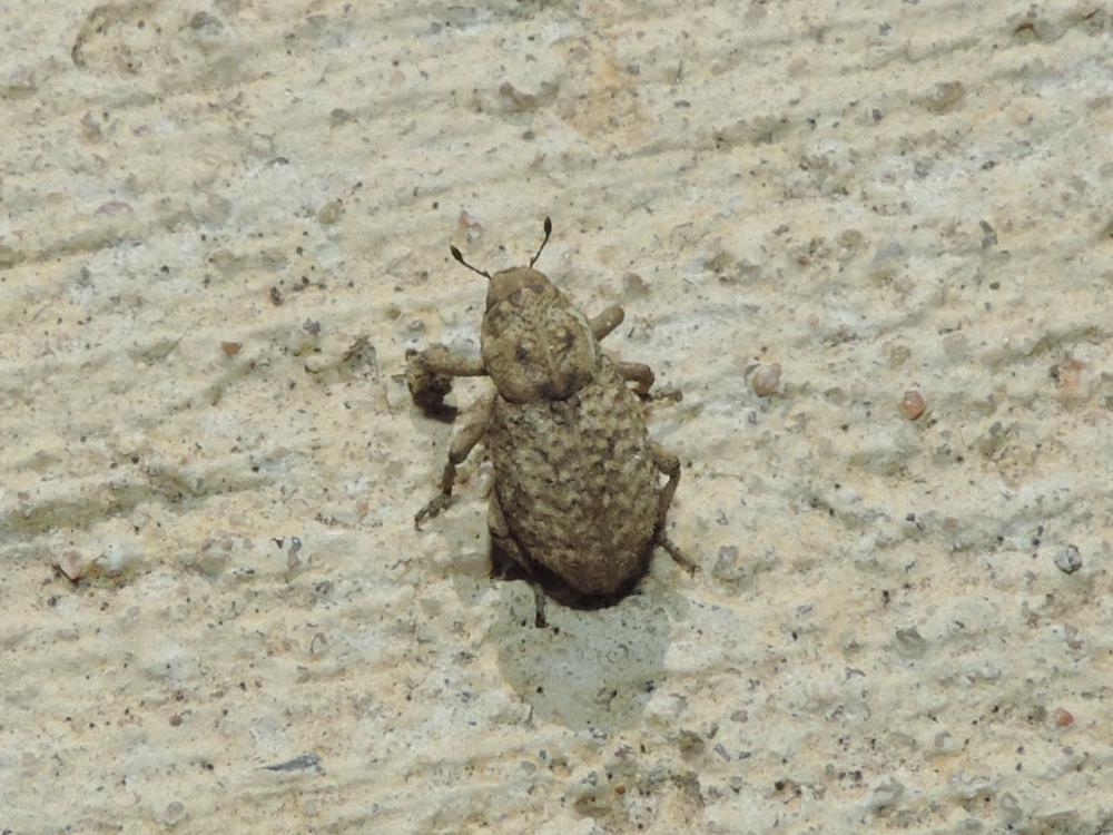 Thecesternus affinis