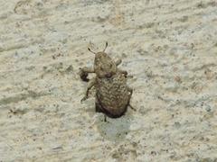 Thecesternus affinis