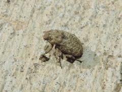 Thecesternus affinis