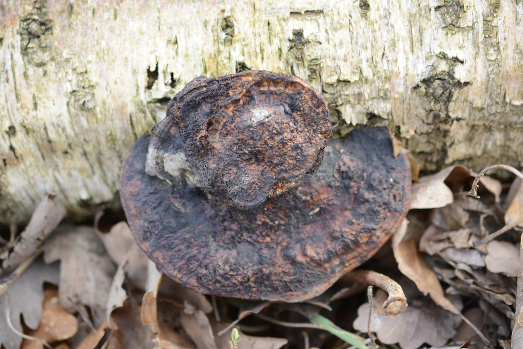 Daedaleopsis confragosa · January 2026 · photo: © cryptomarasmius (iNaturalist, cc-by)