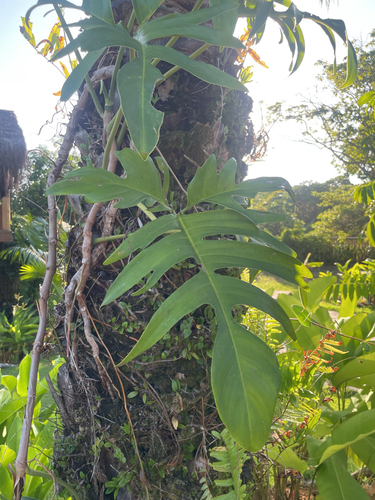 Philodendron pedatum