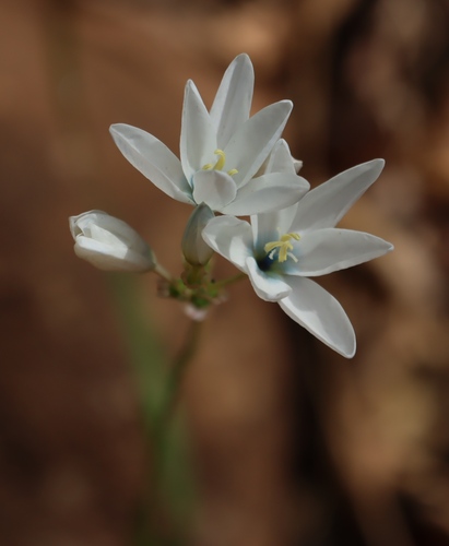 Corn Kalossie (Ixia polystachia)