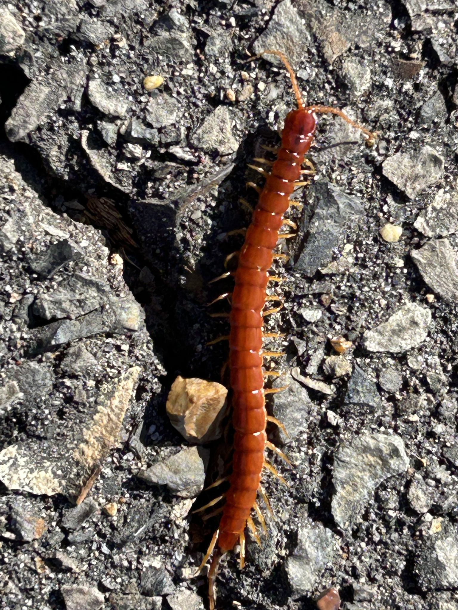 Scolopocryptops sexspinosus Say, 1821