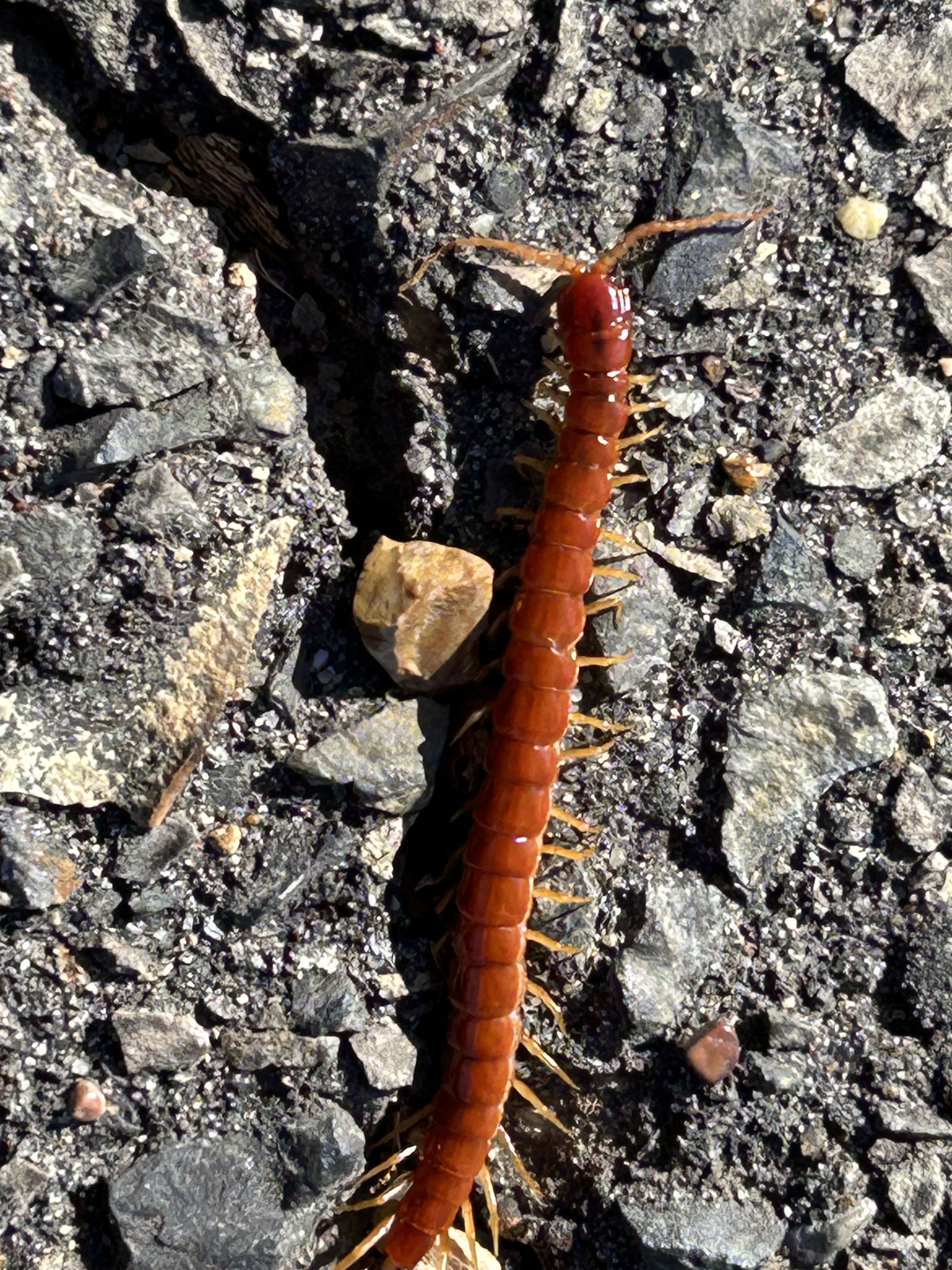Scolopocryptops sexspinosus Say, 1821