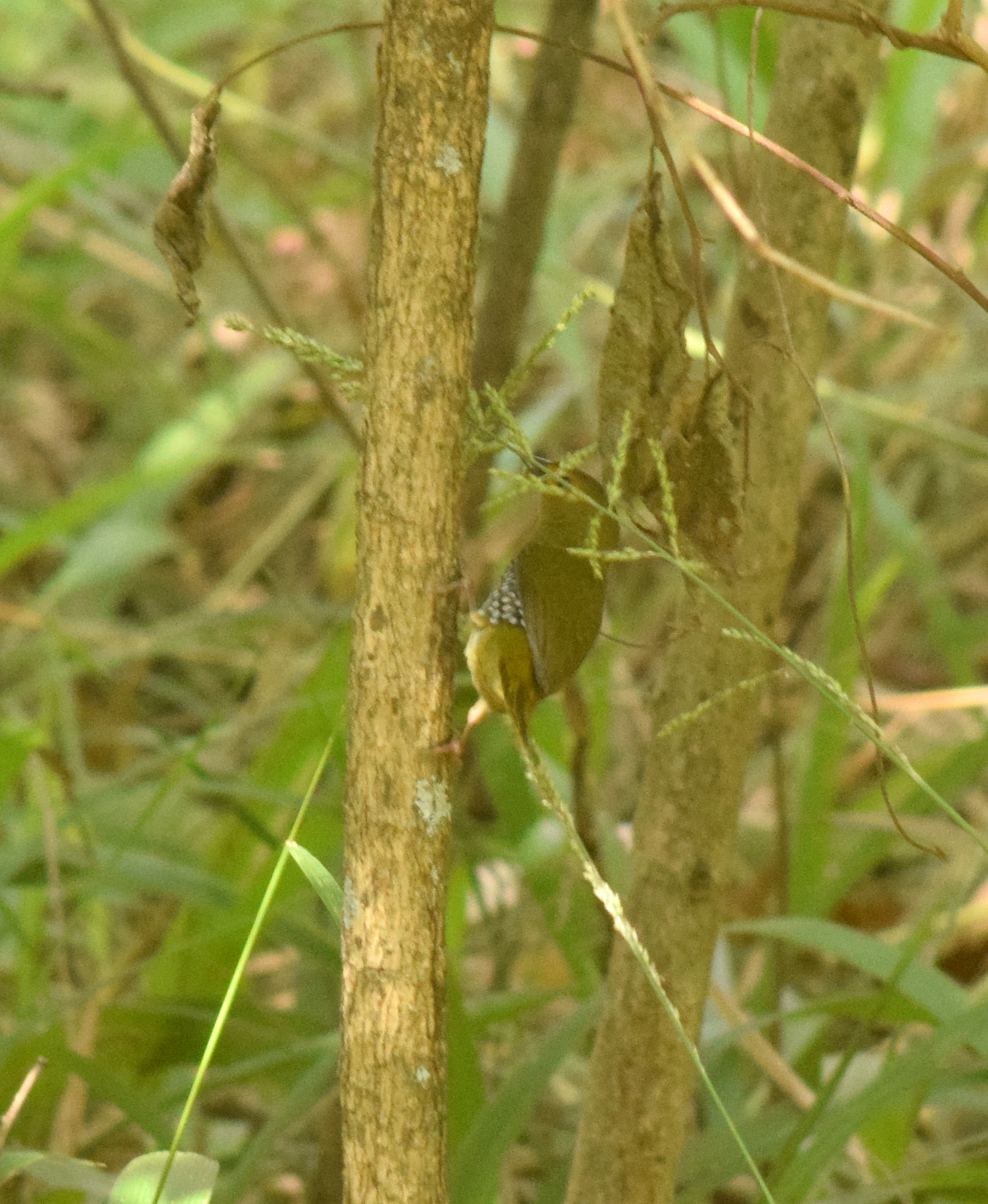 Green Twinspot (Mandingoa nitidula), photo 3