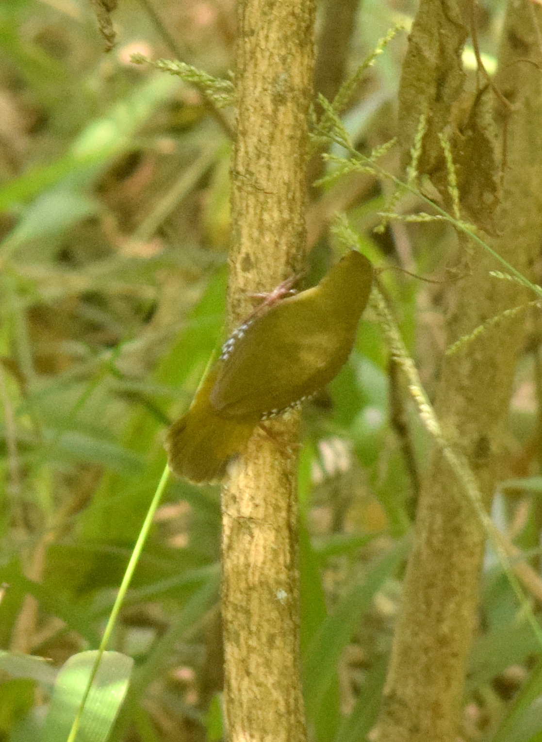 Green Twinspot (Mandingoa nitidula), photo 4