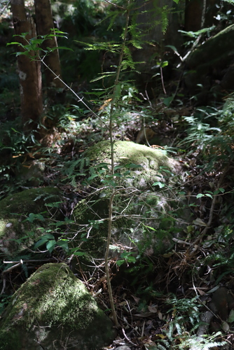 Canthium inerme, photograph 6