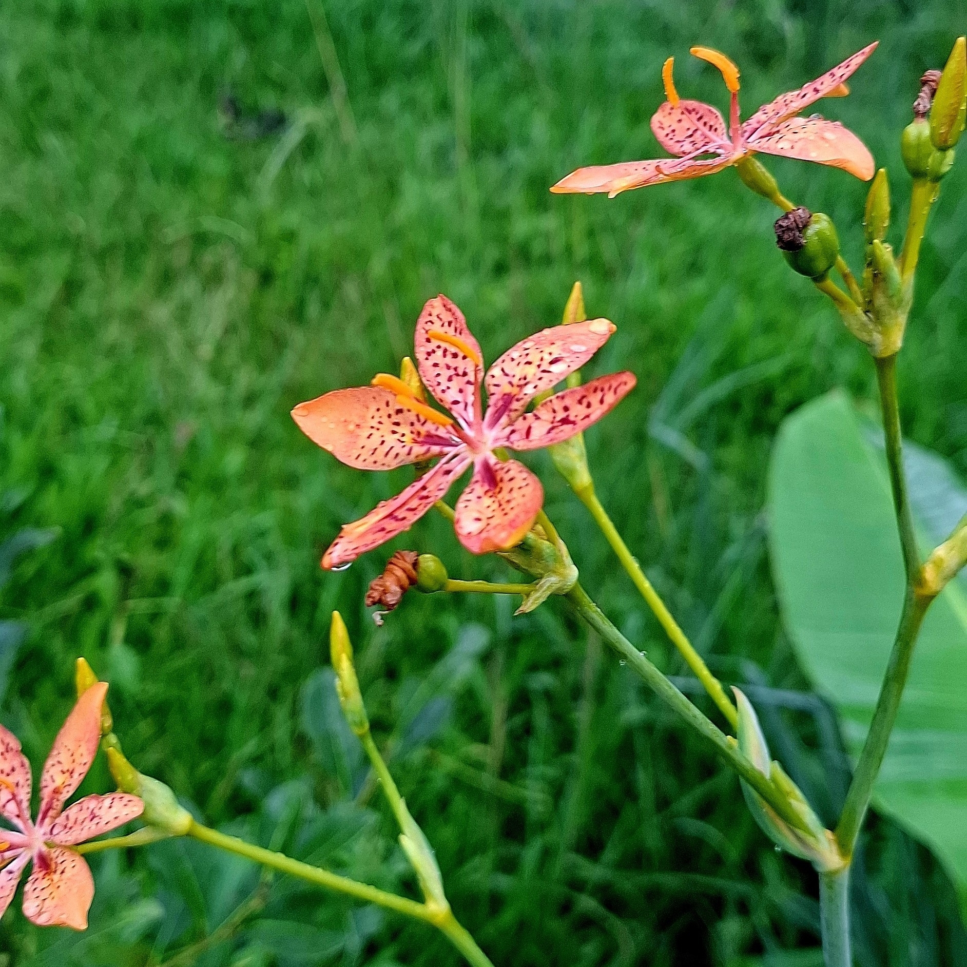 Blackberry lily