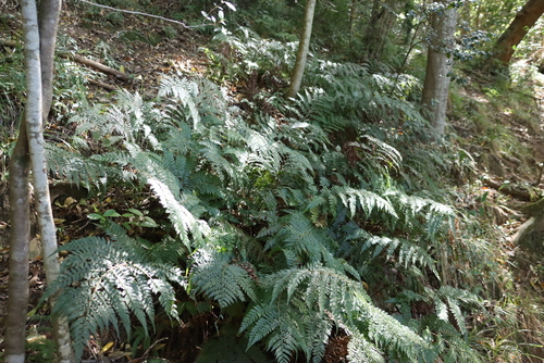 Forest Shield Fern (Polystichum pungens)