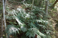 Polystichum pungens