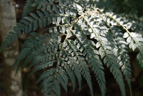 Polystichum pungens, photograph 1