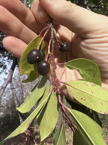 Carolina laurelcherry
