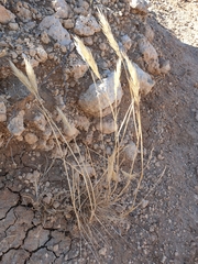 Rytidosperma caespitosum