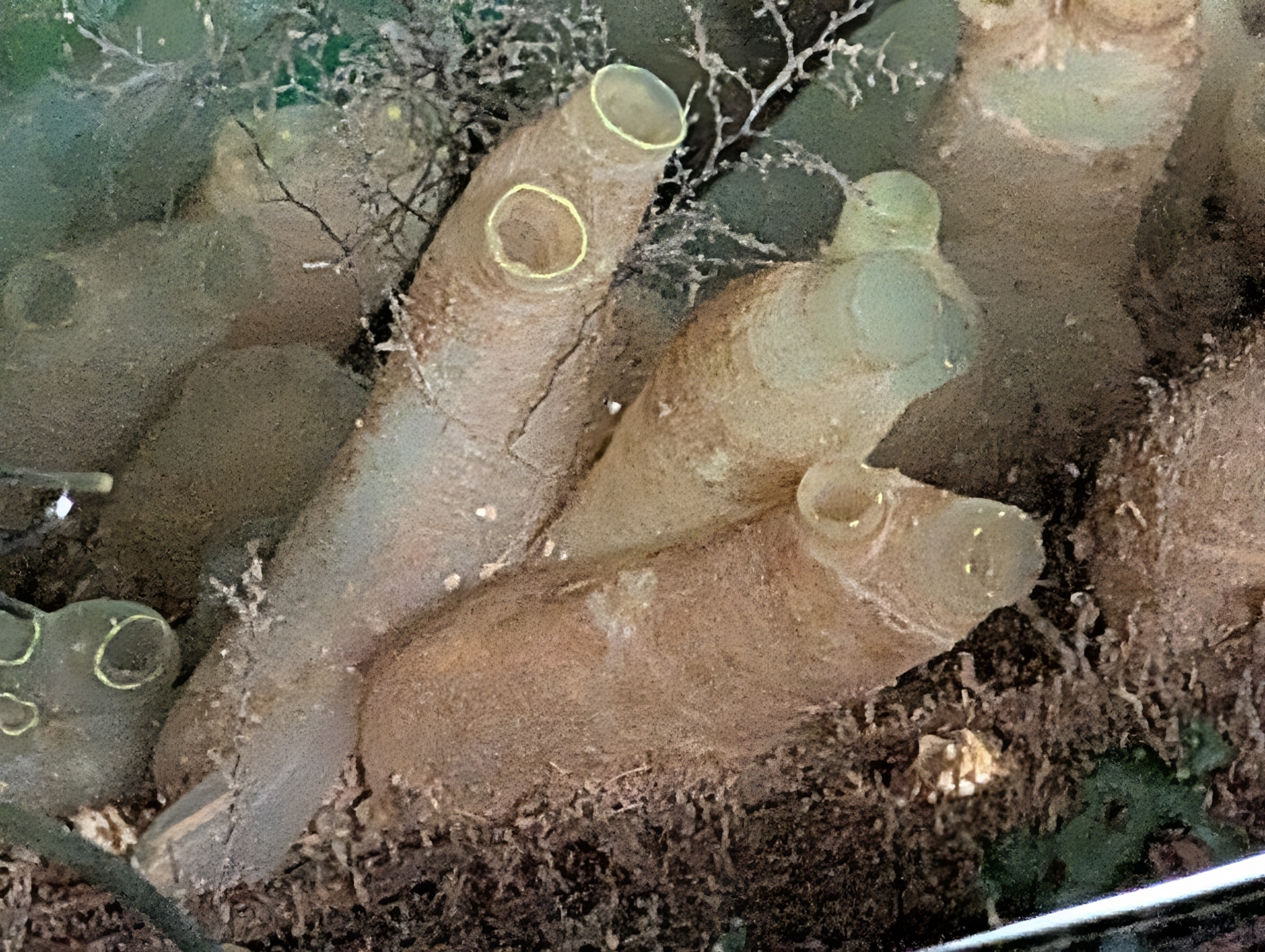 Ciona intestinalis (Linnaeus, 1767)