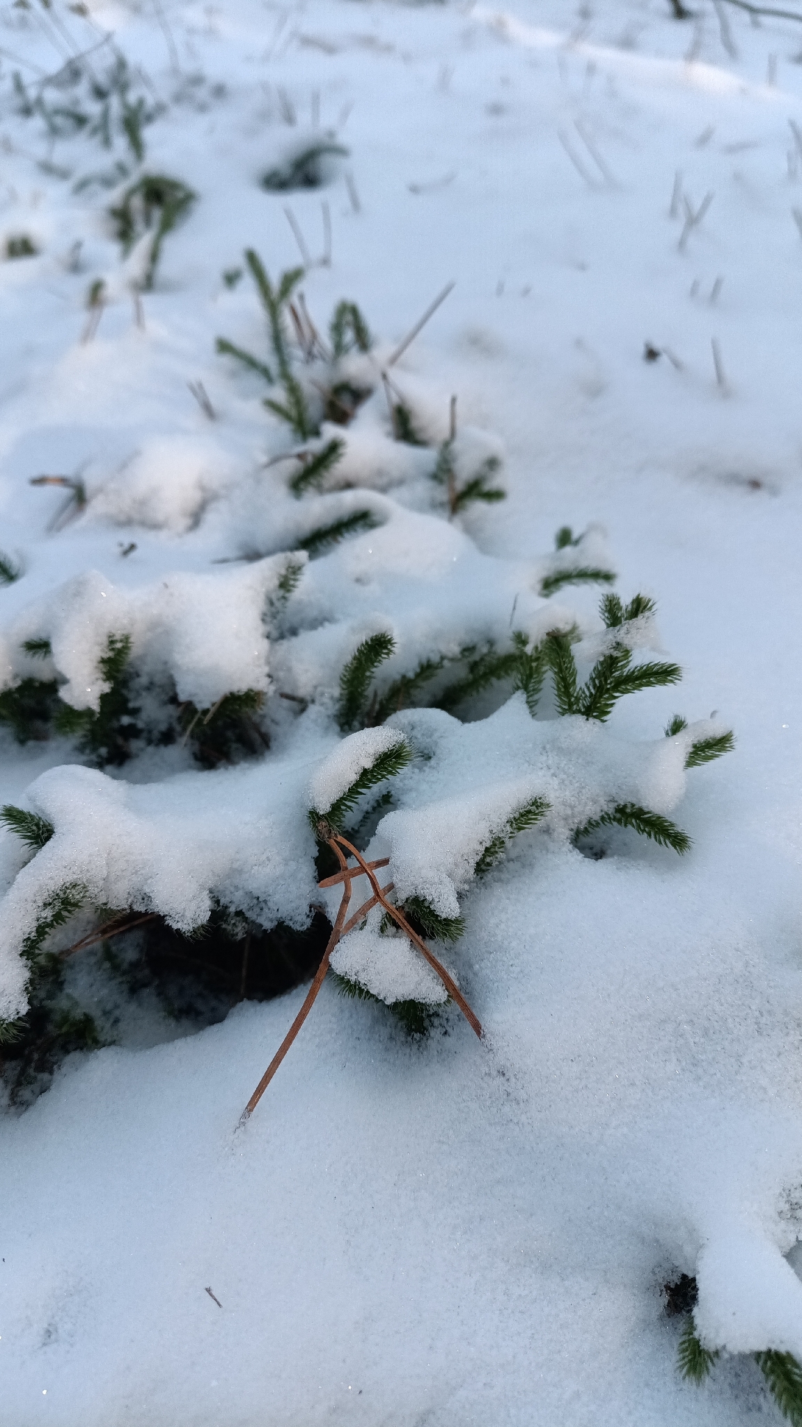 Stag's-horn clubmoss