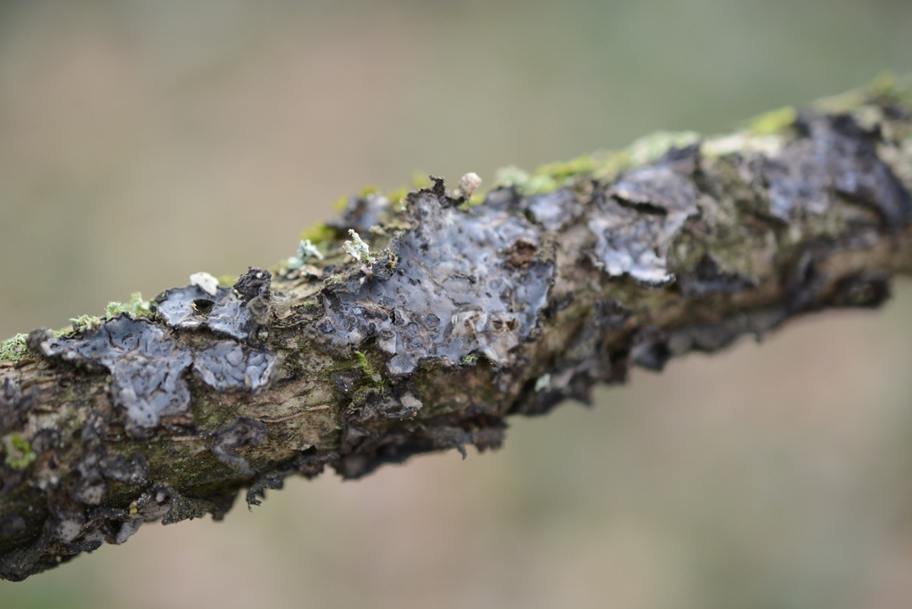 Peniophora quercina · January 2026 · photo: © cryptomarasmius (iNaturalist, cc-by)